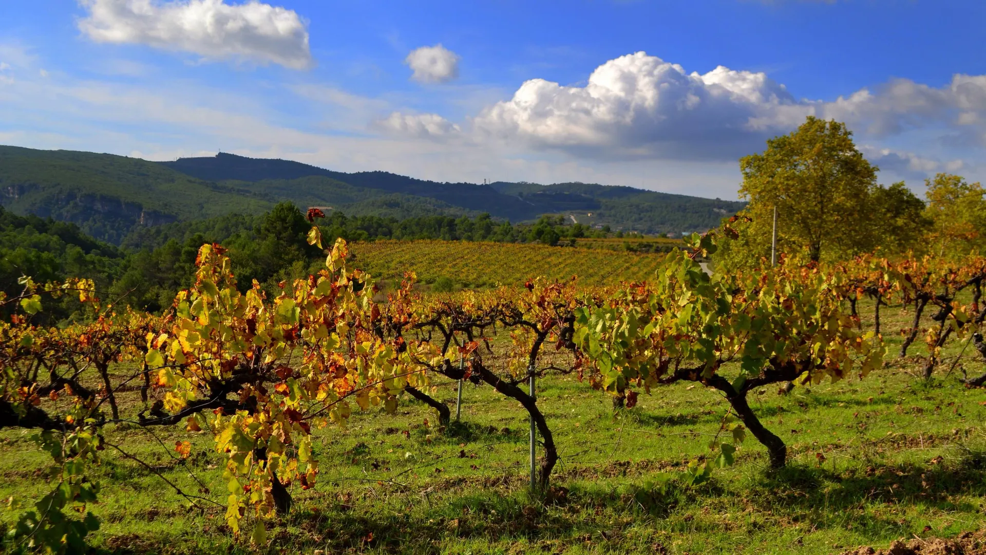 Alt Penedès