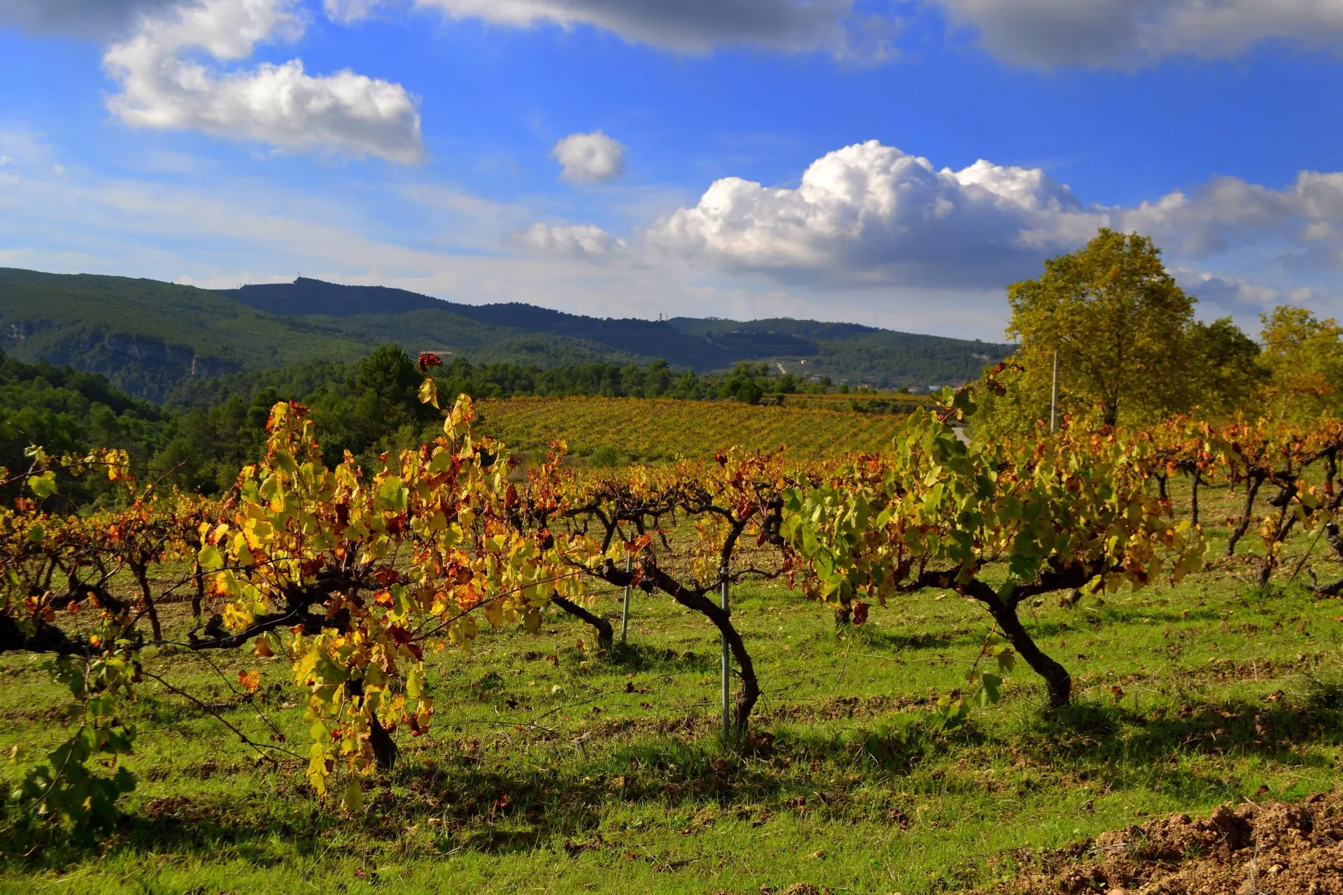 Alt Penedès